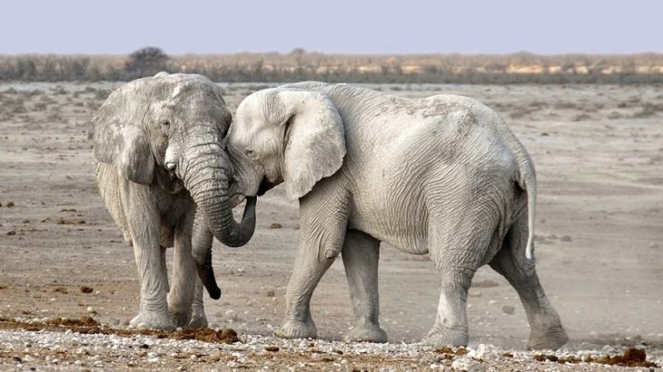 Namibia Elefanten