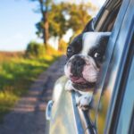 Hund schaut aus dem Autofenster