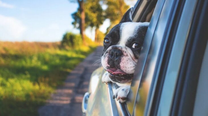 Hund schaut aus dem Autofenster