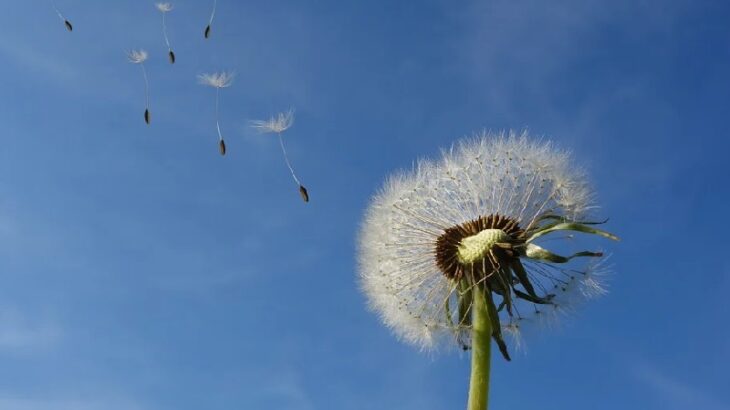 Pusteblume / neues Jahr