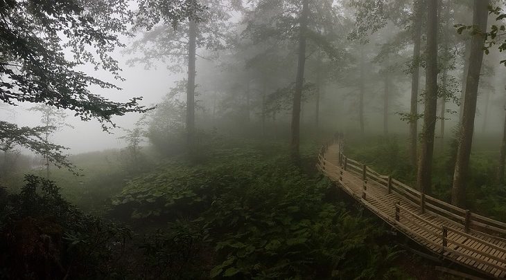 Abenteuer im Wald